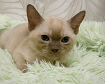 Кошки в Котельнике: Бурманские котята😻😻😻 Разнополые, 35 000 руб. - фото 8