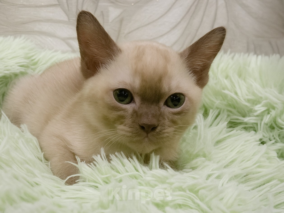 Кошки в Котельнике: Бурманские котята😻😻😻 Разнополые, 35 000 руб. - фото 8