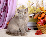 Кошки в Мурином:  Британская кошечка. Окрас лилово-черепаховый Девочка, 30 000 руб. - фото 1