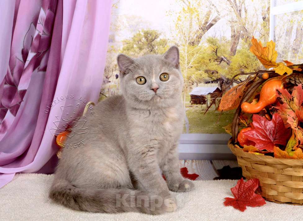 Кошки в Мурином:  Британская кошечка. Окрас лилово-черепаховый Девочка, 30 000 руб. - фото 1