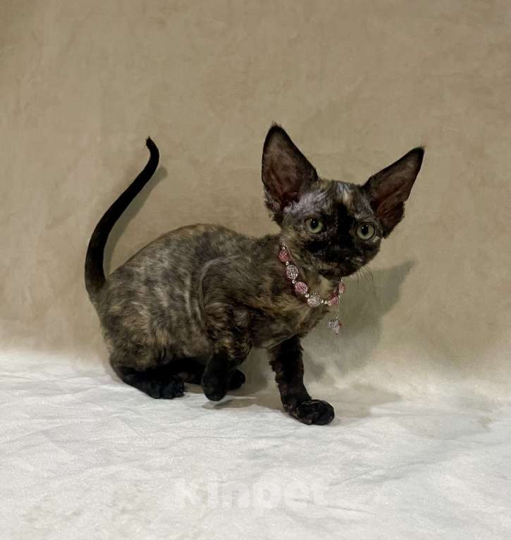 Кошки в Москве: Котенок Девон Рекс в окрасе черная черепаха Девочка, 70 000 руб. - фото 5