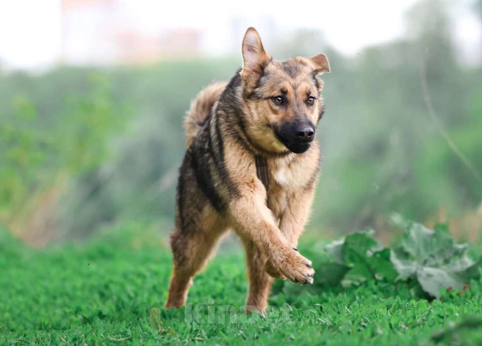 Собаки в Москве: Куки осталась одна из щенков, кого не забрали из приюта Девочка, Бесплатно - фото 3