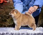 Собаки в Москве: Щенок сиба-ину-мальчик, 2 месяца Девочка, 80 000 руб. - фото 3