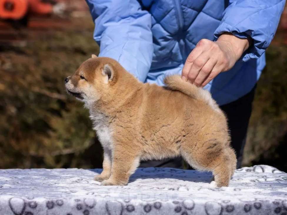 Собаки в Москве: Щенок сиба-ину-мальчик, 2 месяца Девочка, 80 000 руб. - фото 3