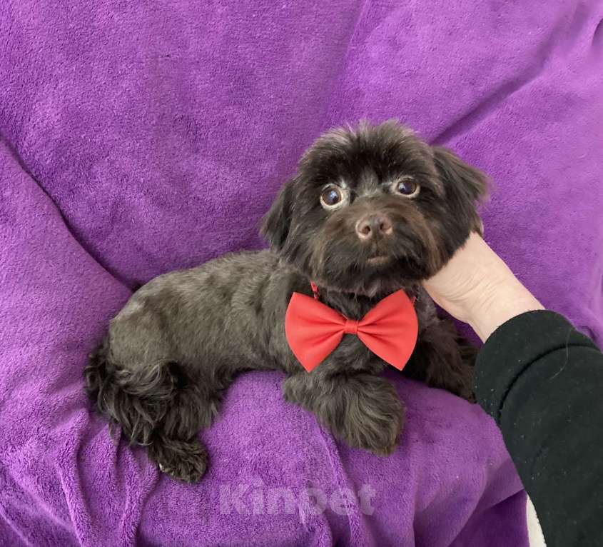 Собаки в Москве: Шоколадный йорк девочка взрослая стандарт Девочка, 50 000 руб. - фото 1