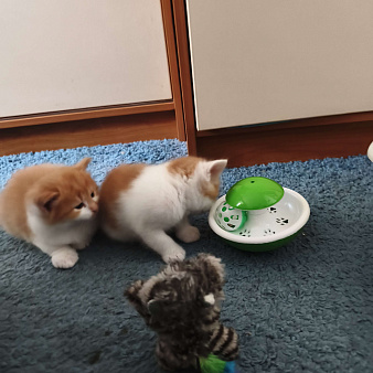 Отдам котят в хорошие руки
