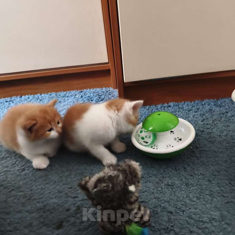 Кошки в Санкт-Петербурге: Отдам котят в хорошие руки Мальчик, Бесплатно - фото 1