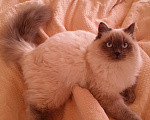 Кошки в Краснодаре: Невские маскарадные котята кошечка кот Девочка, 23 000 руб. - фото 10