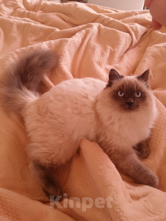 Кошки в Краснодаре: Невские маскарадные котята кошечка кот Девочка, 23 000 руб. - фото 10
