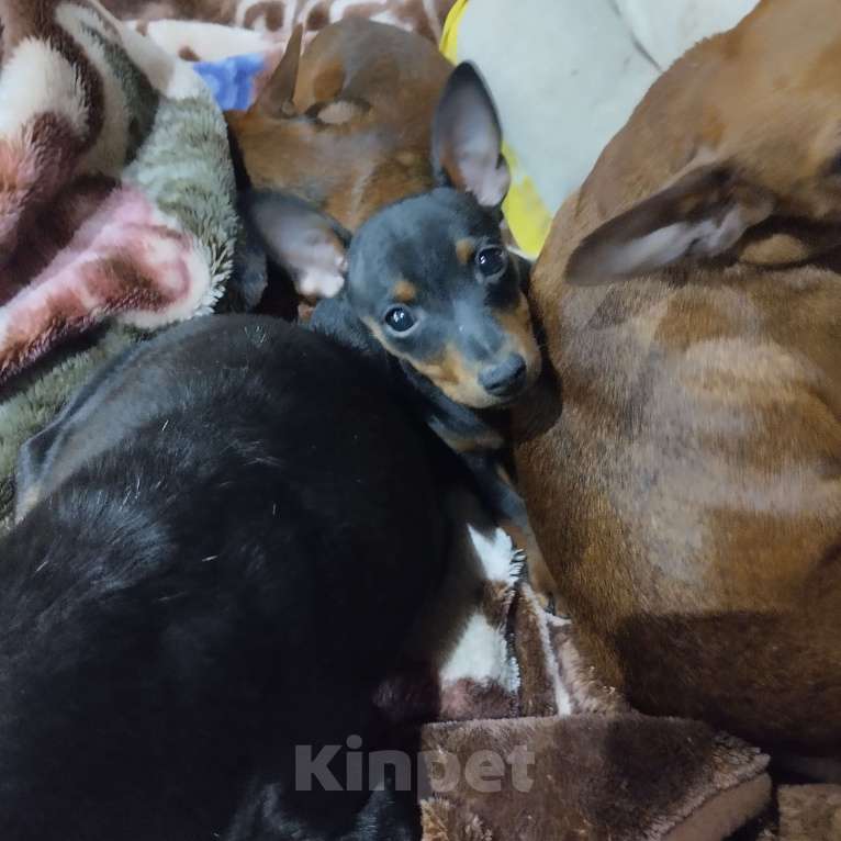 Собаки в других городах Краснодарского края: щенок цвергпинчера Девочка, 35 000 руб. - фото 1