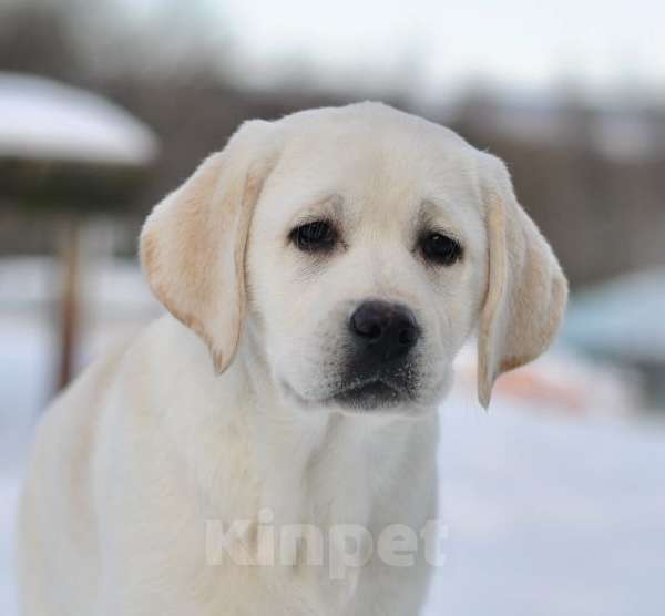 Собаки в Задонске: Девочка Лабрадора Мальчик, 70 000 руб. - фото 4