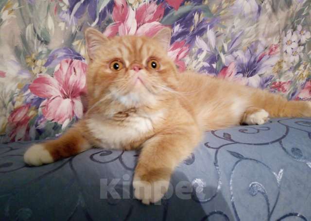 Кошки в Москве: Экзотическая кошка  Девочка, 10 000 руб. - фото 2