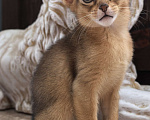 Кошки в других городах Московской области: Абиссинская девчуля Девочка, 75 000 руб. - фото 4