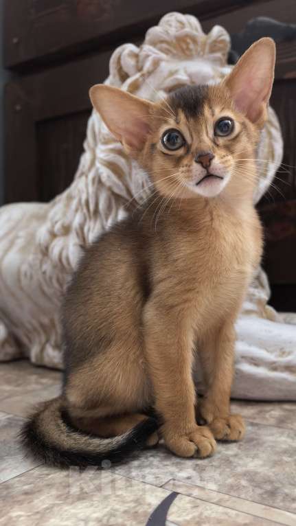 Кошки в других городах Московской области: Абиссинская девчуля Девочка, 75 000 руб. - фото 4