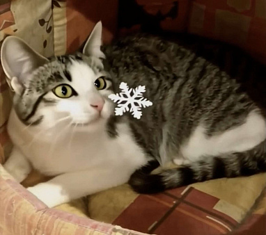 Котик Стёпка ищет дом