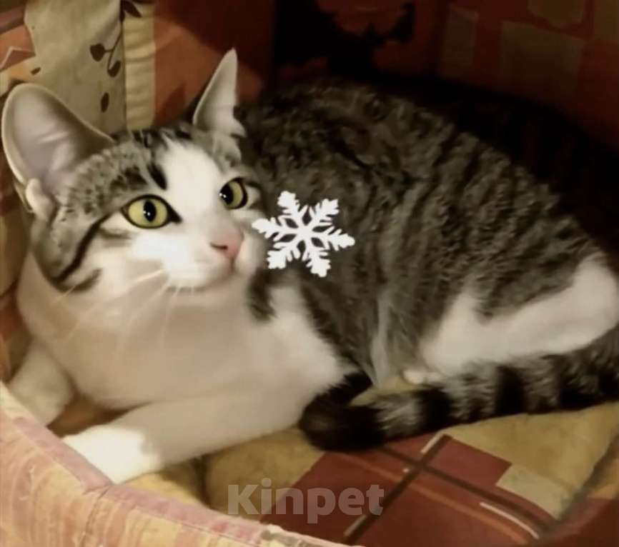 Кошки в Санкт-Петербурге: Котик Стёпка ищет дом Мальчик, Бесплатно - фото 1