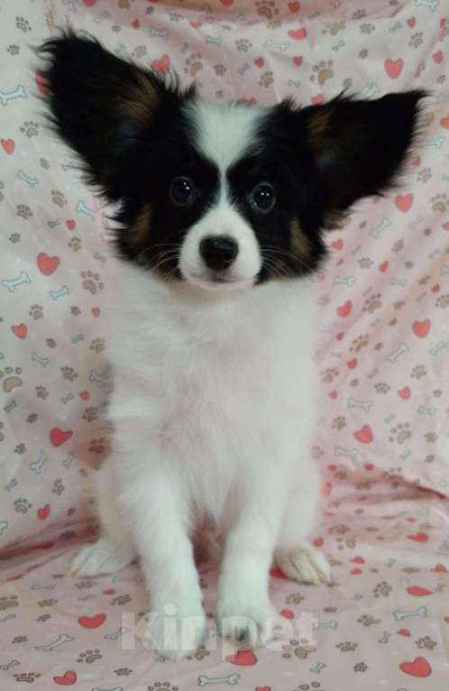 Собаки в Новосибирске: Щенок папийона (континентальный спаниель)  Мальчик, 50 000 руб. - фото 2
