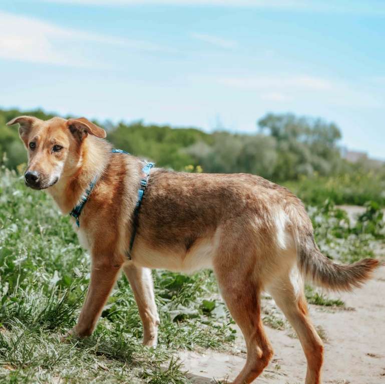 Собаки в Москве: Груша Девочка, Бесплатно - фото 3