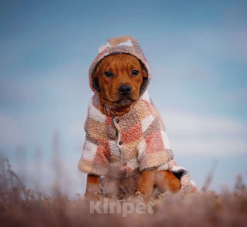 Собаки в Москве: Стильная девочка амстаффа  Девочка, 35 000 руб. - фото 2