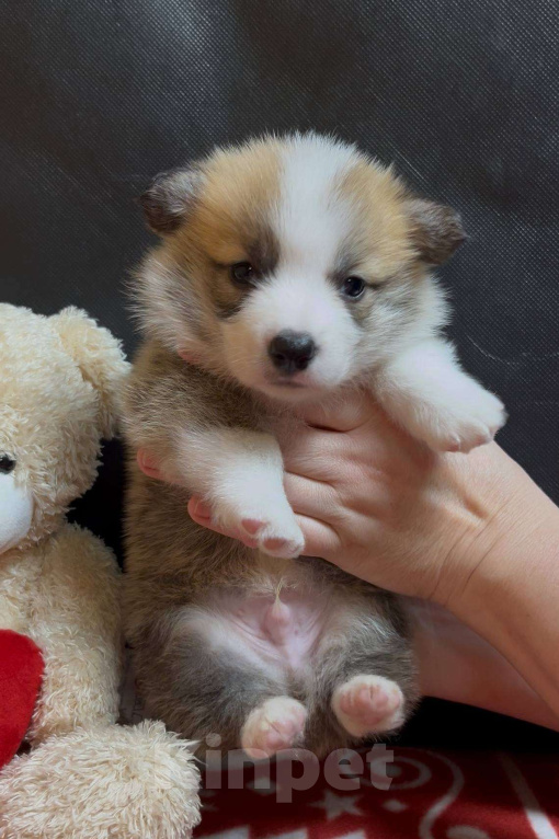 Собаки в других городах Московской области: Вельш корги пемброк щенок  Мальчик, 60 000 руб. - фото 1