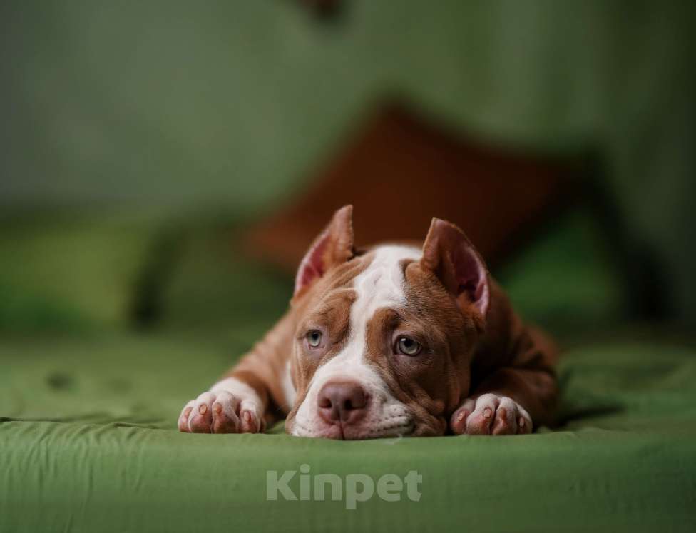 Собаки в Пикалево: Американский булли щенок Девочка, 80 000 руб. - фото 4