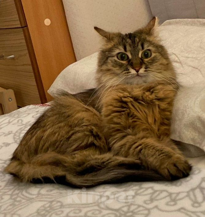 Кошки в Долгопрудном: Элечка в добрые руки Девочка, Бесплатно - фото 2