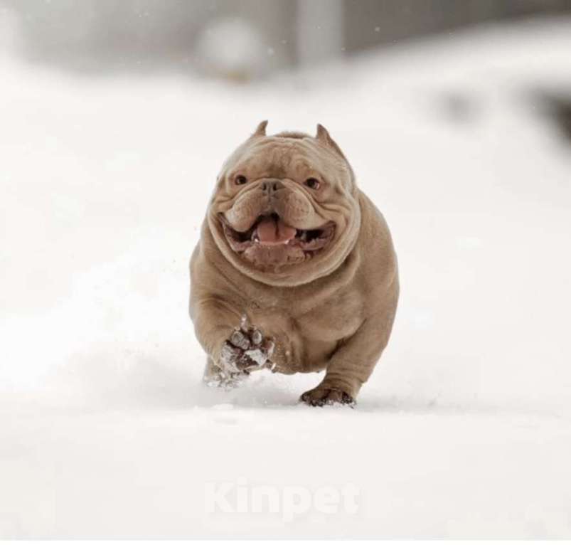 Собаки в Москве: Щенок Американский Булли Девочка, 150 руб. - фото 3