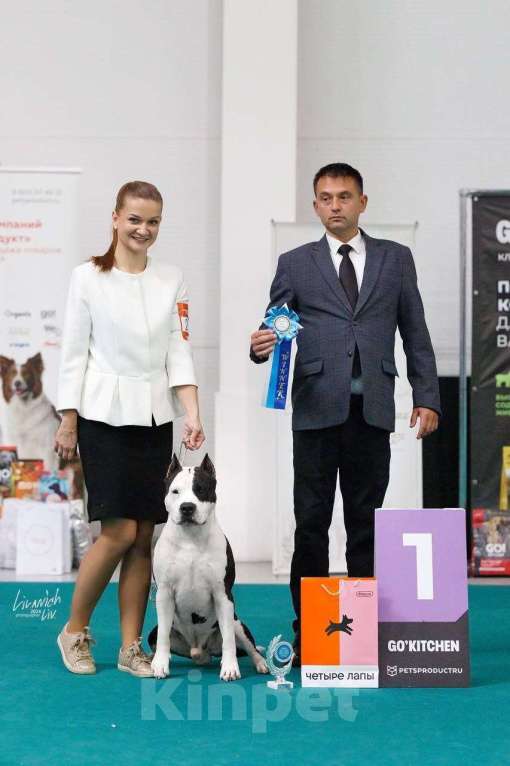 Собаки в Москве: Щенок амстаффа в семью Мальчик, 70 000 руб. - фото 6