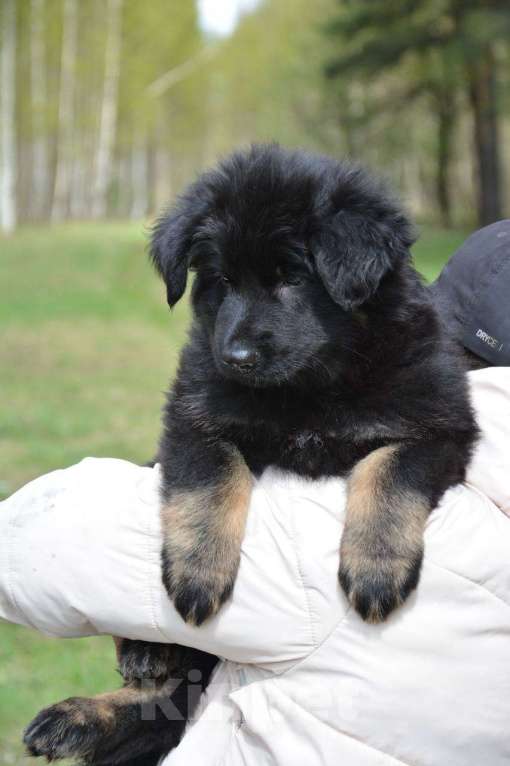 Собаки в Балашихе: Щенок немецкой овчарки РКФ Мальчик, 40 000 руб. - фото 5