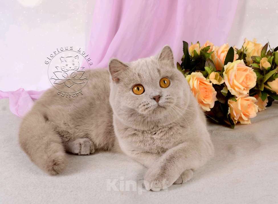 Кошки в Санкт-Петербурге: Британская кошечка теплого лилового окраса Девочка, 10 000 руб. - фото 7