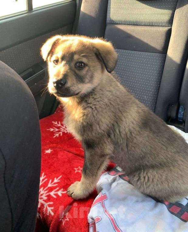 Собаки в других городах Владимирской области: Шаловливый щенок хорошему хозяину Девочка, Бесплатно - фото 1