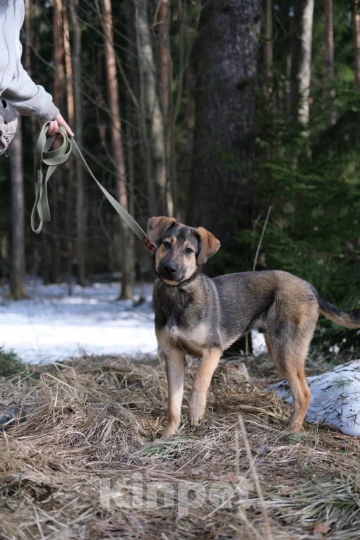 Собаки в Москве: Щенок в добрые руки Мальчик, Бесплатно - фото 8