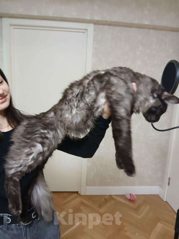 Кошки в Москве: Котята мейн-куны Разнополые, 50 000 руб. - фото 2