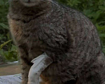 Кошки в Москве: Котенок Маша ищет дом Девочка, Бесплатно - фото 3