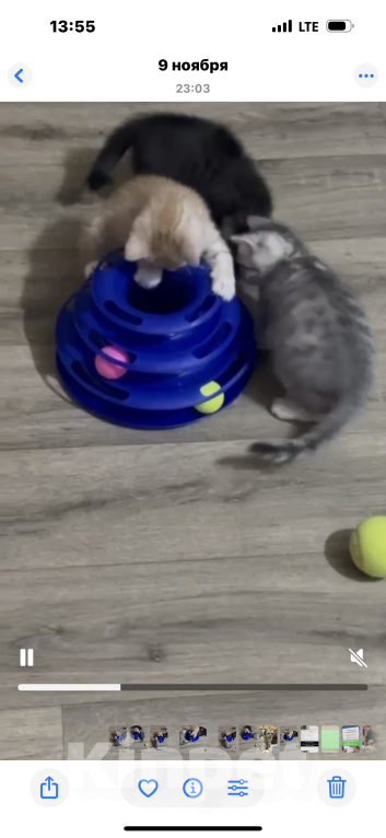 Кошки в Балашихе: Котёнок Гаврик Мальчик, Бесплатно - фото 3