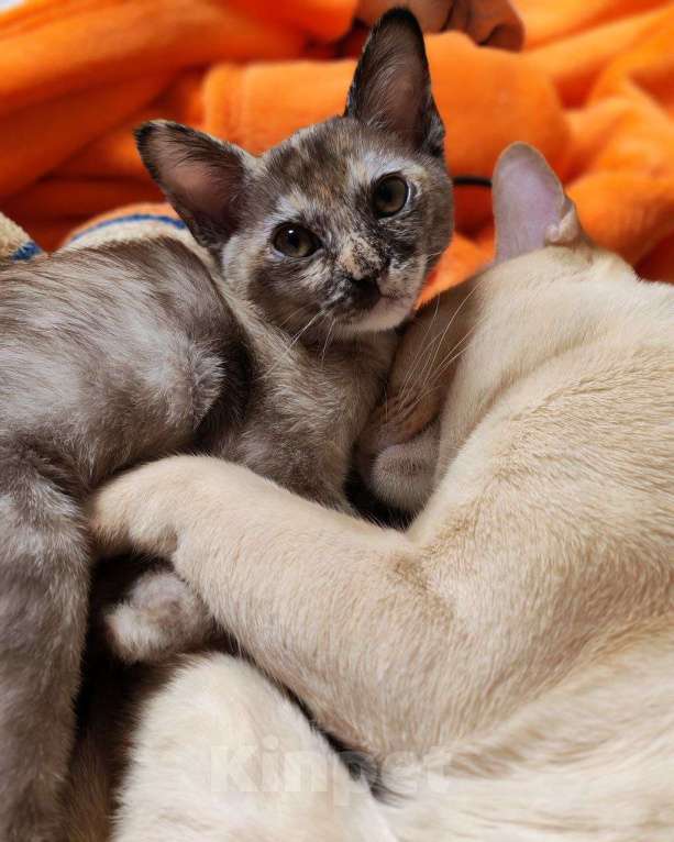 Кошки в Серпухове: Бурма, девочка Девочка, 14 000 руб. - фото 2