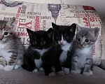 Кошки в Улане-Удэ: Отдам в хорошие руки красивых и умных котят 😻 Разнополые, Бесплатно - фото 1