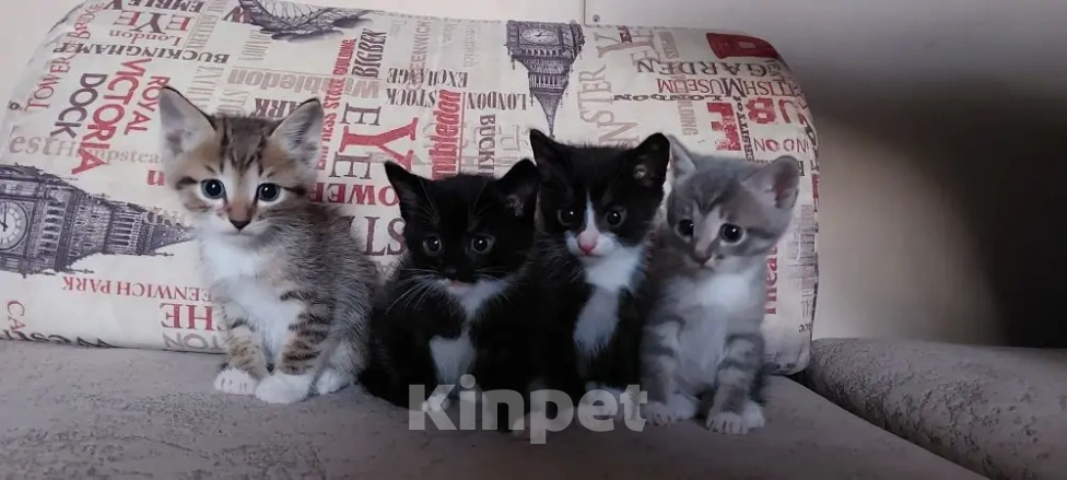 Кошки в Улане-Удэ: Отдам в хорошие руки красивых и умных котят 😻 Разнополые, Бесплатно - фото 1