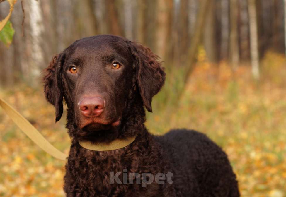 Собаки в Санкт-Петербурге: Ретривер курчавошерстный (кёрли) Девочка, 40 000 руб. - фото 1