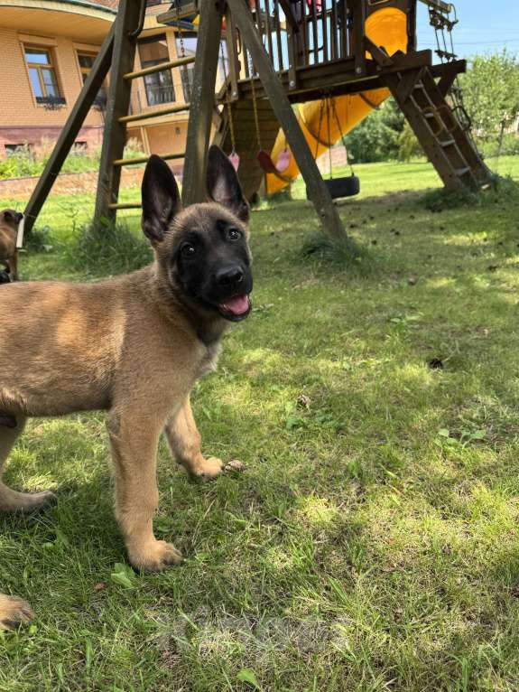 Собаки в Москве: Джесс Девочка, 25 000 руб. - фото 6