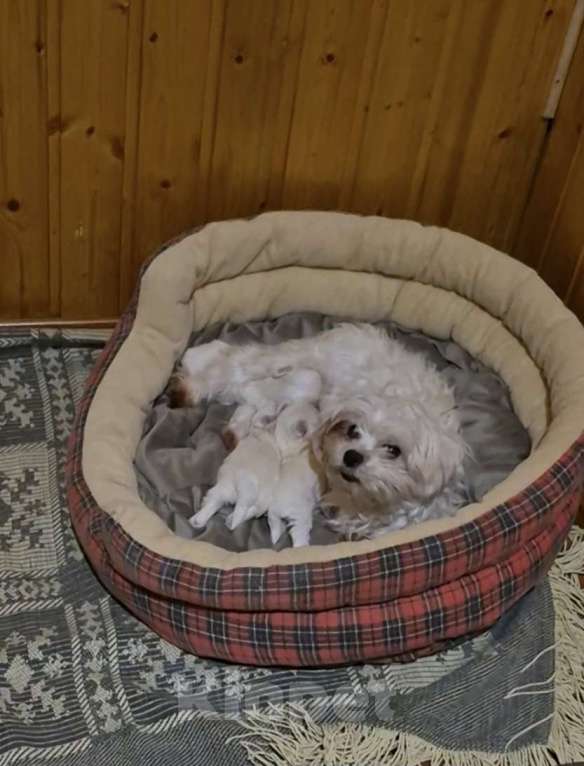 Собаки в Владикавказе: МАЛЬТЕЗЕ Мальчик, 35 000 руб. - фото 2