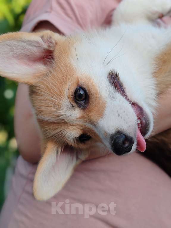 Собаки в Симферополе: Девочка корги Девочка, 60 000 руб. - фото 4