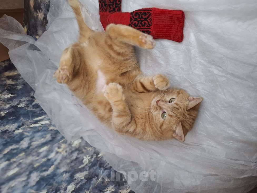 Кошки в Москве: Кошка рыже-мраморного окраса в добрые руки  Девочка, Бесплатно - фото 9