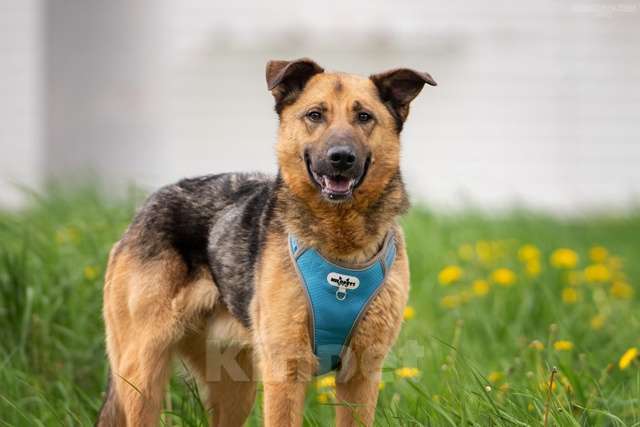 Собаки в Москве: Дарси - преданное сердце тает в приюте Мальчик, Бесплатно - фото 4