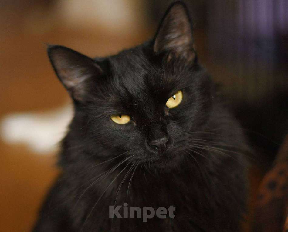 Кошки в Москве: кошка Нуара в добрые руки Девочка, Бесплатно - фото 1