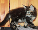 Кошки в Моздоке: Котята мейн кун, 15 000 руб. - фото 6