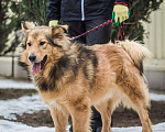 Собаки в Москве: Шикарный пёс Леонель ищёт свою семью Мальчик, 10 руб. - фото 2