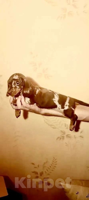 Собаки в других городах Московской области: Мраморный мальчик Мальчик, 90 000 руб. - фото 3