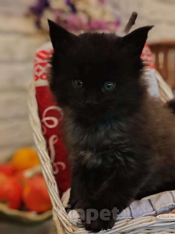 Кошки в Москве: Мейн-кун  черный дым Мальчик, 50 000 руб. - фото 1