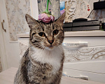 Кошки в Ангарске: Потерялась кошка Девочка, Бесплатно - фото 1